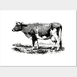 Cow Black and White Illustration Posters and Art